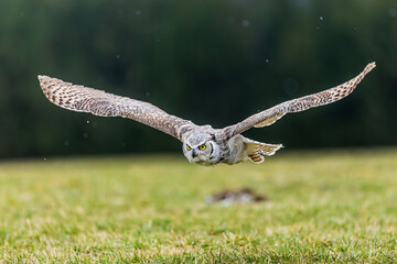 great horned owl (Bubo virginianus), also known as the tiger owl in flight