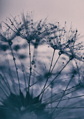Dandelion with drops