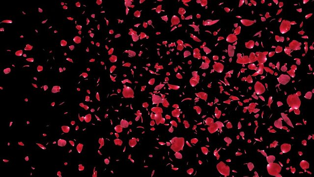 Rose flow from right on alpha channel