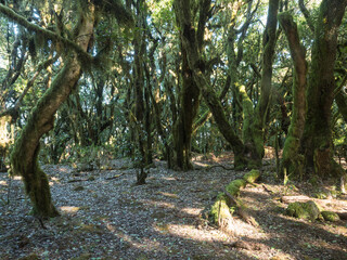 Lush evergreen cloud laurisilva forest with mossy trees at the Garajonay National Park, La Gomera, Canary Islands, Spain. Mysterious fairytale magical nature scenery. UNESCO World Heritage Site.