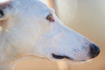 white greyhound portrait  - 580281059