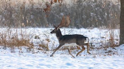 Damhirsch im Schnee.