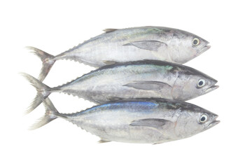 Close-up of three raw bluefin tunas isolated on white background.