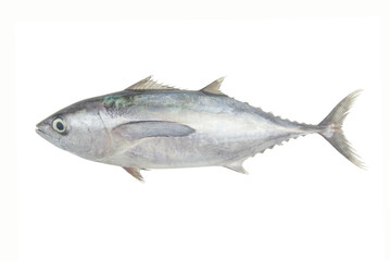 Fresh tuna isolated on white 