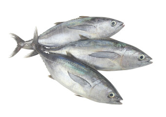 Raw bluefin tuna fishes on white background.