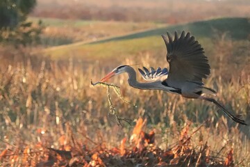 Great Blue Heron Lake Apopka Sweetwater Wetlands
