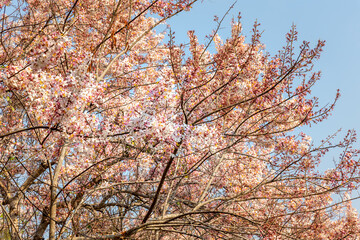 White and pink Kanlapaphruek flowers are blooming on trees.This flower blooms beautifully during the winter. Some people call it Kanlapaphruek, Prunus or Sakura in Thailand.
