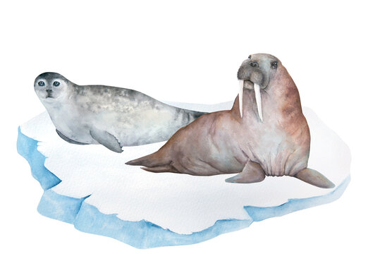 Walrus, seal on ice watercolor illustration isolated on white background