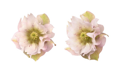 Set of pink fluffy helleborus flowers isolated on white or transparent background