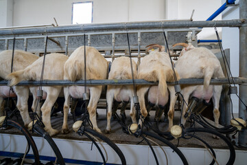 Goats in milking machine at dairy farm