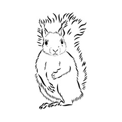 Hand drawn squirrel. Retro realistic animal isolated. Vintage style. Doodle line graphic design. Black and white drawing mammal. Vector sketch. Christmas animal.