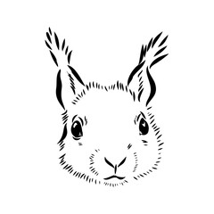 Hand drawn squirrel. Retro realistic animal isolated. Vintage style. Doodle line graphic design. Black and white drawing mammal. Vector sketch. Christmas animal.