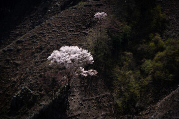 Two cherry trees standing on a steep slope