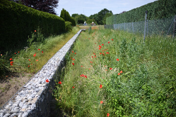 Rote Kornblumen an der Gartenmauer und am Gartenzaun vor unscharfen Sommerwiesen Hintergrund