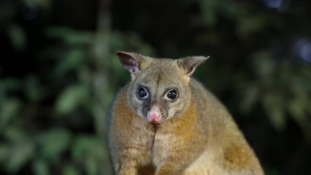 a close up front on night shot of a coppery brushtail possum at a rainforest in north qld, australia