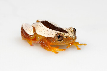 Fornasini's spiny reed frog, Greater leaf-folding frog // Kleiner Bananenfrosch (Afrixalus...