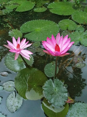 a lotus in the park