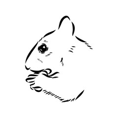 Hand drawn squirrel. Retro realistic animal isolated. Vintage style. Doodle line graphic design. Black and white drawing mammal. Vector sketch. Christmas animal.