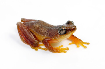 Kleiner Bananenfrosch // Fornasini's spiny reed frog, Greater leaf-folding frog (Afrixalus...