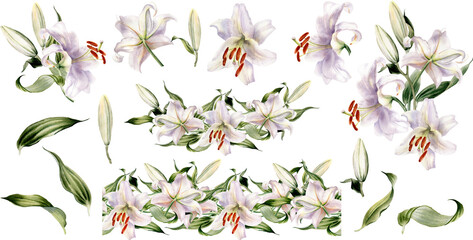 Lily flower clipart. Watercolor white floral design  elements. Lilly bouquets PNG. Seamless border. Botanical  illustration. Summer flowers for greeting card, wedding invitation