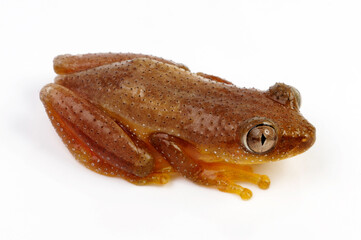 Fornasini's spiny reed frog, Greater leaf-folding frog // Kleiner Bananenfrosch (Afrixalus...