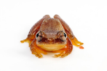 Kleiner Bananenfrosch // Fornasini's spiny reed frog, Greater leaf-folding frog (Afrixalus...