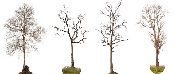 4 dead trees or dry tree collection isolated on white background.