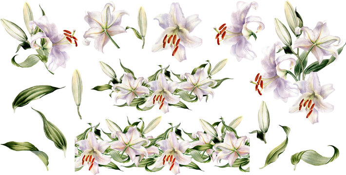 Lily flower clipart. Watercolor white floral design  elements. Lilly bouquets PNG. Seamless border. Botanical  illustration. Summer flowers for greeting card, wedding invitation