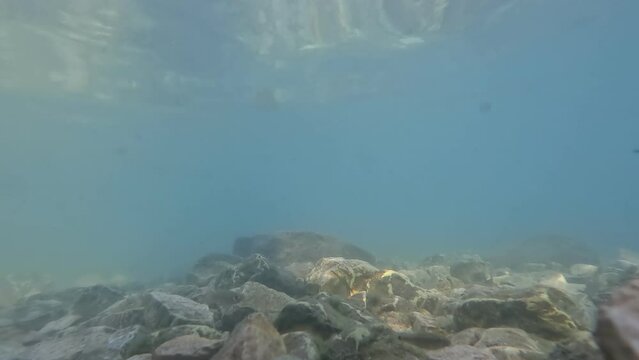 Underwater video of fish, in the Ein shokek spring, in the spring valley - Israel