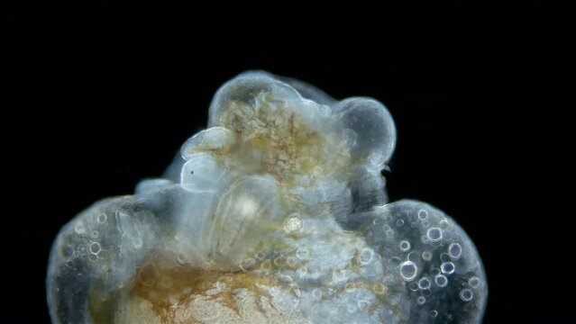 larva sea angel Mollusca Gastropoda under microscope, suborder Gymnosomata, superfamily Clionoidea. Predator that feeds on Mollusca family Limacinidae. Red sea