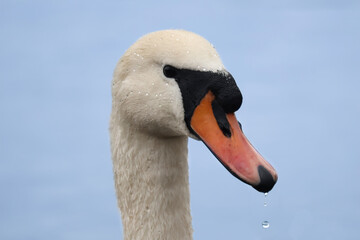 Swan, cygnus water bird portrait with water droplets. Animal background 