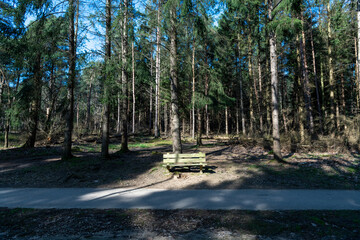 Sunlight on wooden bench in the forest