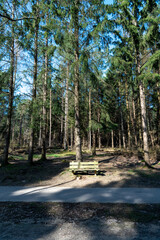 Sunlight on wooden bench in the forest