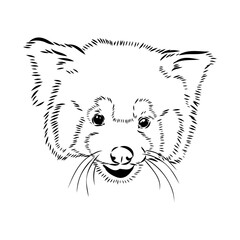 Cute red panda. Cartoon animal design. Vector illustration isolated on white background. Red panda label. Black and white linear paint drawn. Tattoo design.