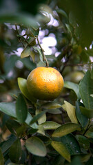 Oranges on an orange tree among orange fields.
