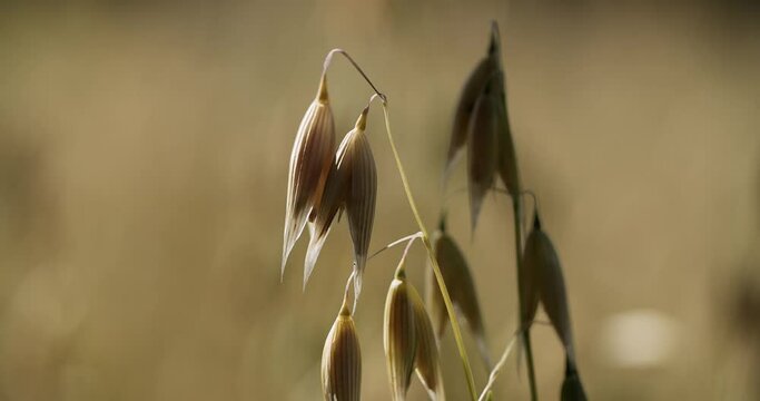 Male hand ferra, plucks ripe grains of oats. Oats on the field.