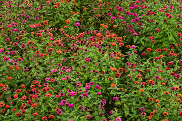pink flowers and green leaf background
