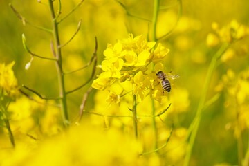 黄色い菜の花畑でアブラナの花に止まる1匹のフワフワの可愛い蜜蜂