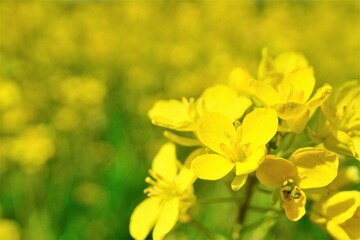 イエローの菜の花畑を背景にしたセイヨウアブラナの花の接写