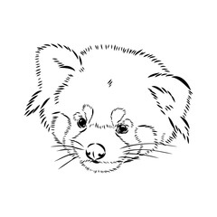 Cute red panda. Cartoon animal design. Vector illustration isolated on white background. Red panda label. Black and white linear paint drawn. Tattoo design.
