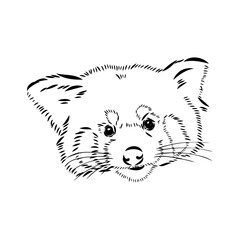 Cute red panda. Cartoon animal design. Vector illustration isolated on white background. Red panda label. Black and white linear paint drawn. Tattoo design.