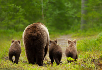 Mama bear with her cubs heading back to a forest