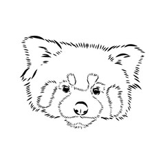 Cute red panda. Cartoon animal design. Vector illustration isolated on white background. Red panda label. Black and white linear paint drawn. Tattoo design.