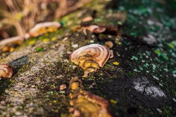 a tree stump with mushrooms and moss. selective focus of fungus on a tree trunk. fungus on the bark of a tree