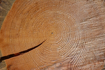 A slice of a tree trunk with rings of wood and the crack in the center, macro 