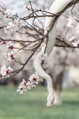 Beautiful white snake with blue eyes on a cherry blossom branch in the park. Ball python on a sakura tree. White python in the Spring Garden. Outdoor exotic pet portrait. Vertical photo