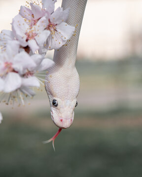 Beautiful white snake with blue eyes on a cherry blossom branch in the park. Ball python with tongue on sakura tree. White python in Spring Garden. Outdoor exotic pet portrait. Vertical photo close up