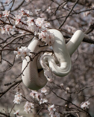 Beautiful white snake with blue eyes on a cherry blossom branch in the park. Ball python on a...