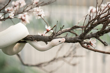 Beautiful white snake with blue eyes on a cherry blossom branch in the park. Ball python on a sakura tree. White python in the Spring Garden. Outdoor exotic pet portrait. Horizontal photo