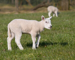 Naklejka na ściany i meble Cute white lamb in meadow in springtime